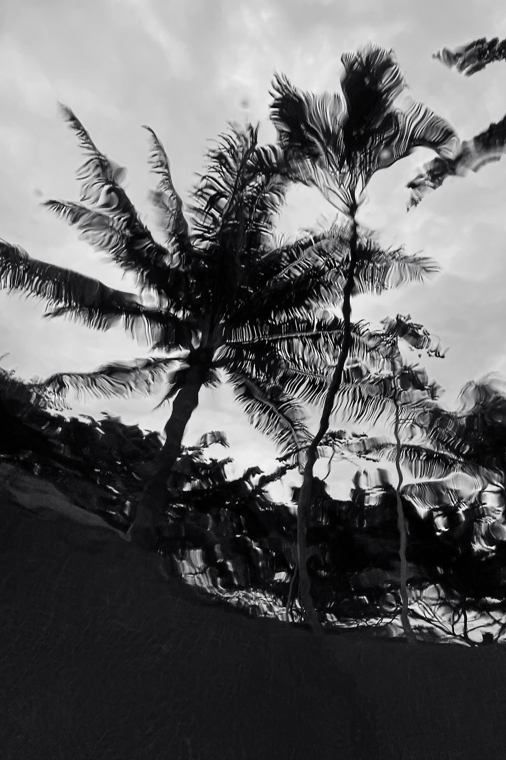 Palm trees, seen from underwater.