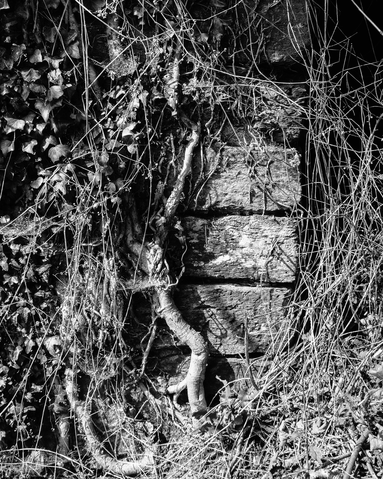 Black and white. The frame is filled with assorted textures of vegetation, the dry stalks of grass indicating it's probably autumn. The vertical stone wall of an end wall of a building is the centre is visible but becoming less visible as it is consumed by the vine-like growth of an evergreen ivy.