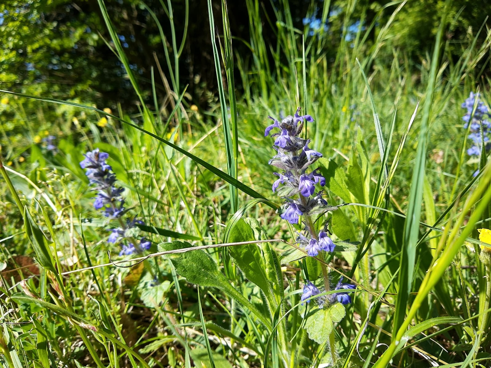 Flowers and green grass