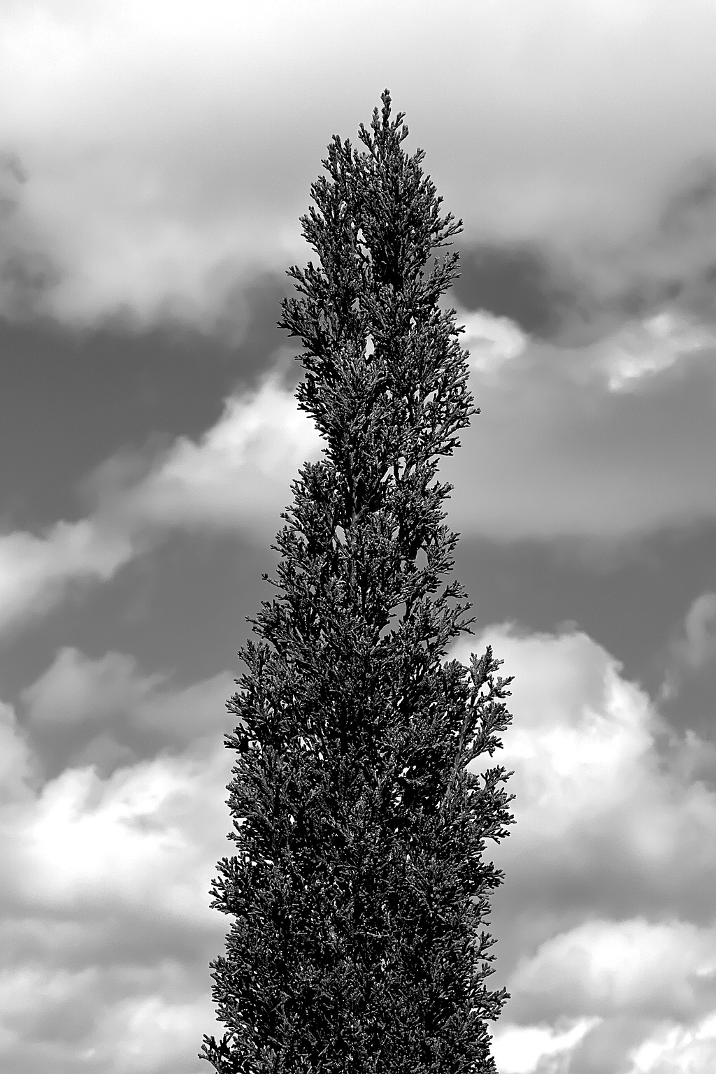 skinny tree against a cloudy sky. 