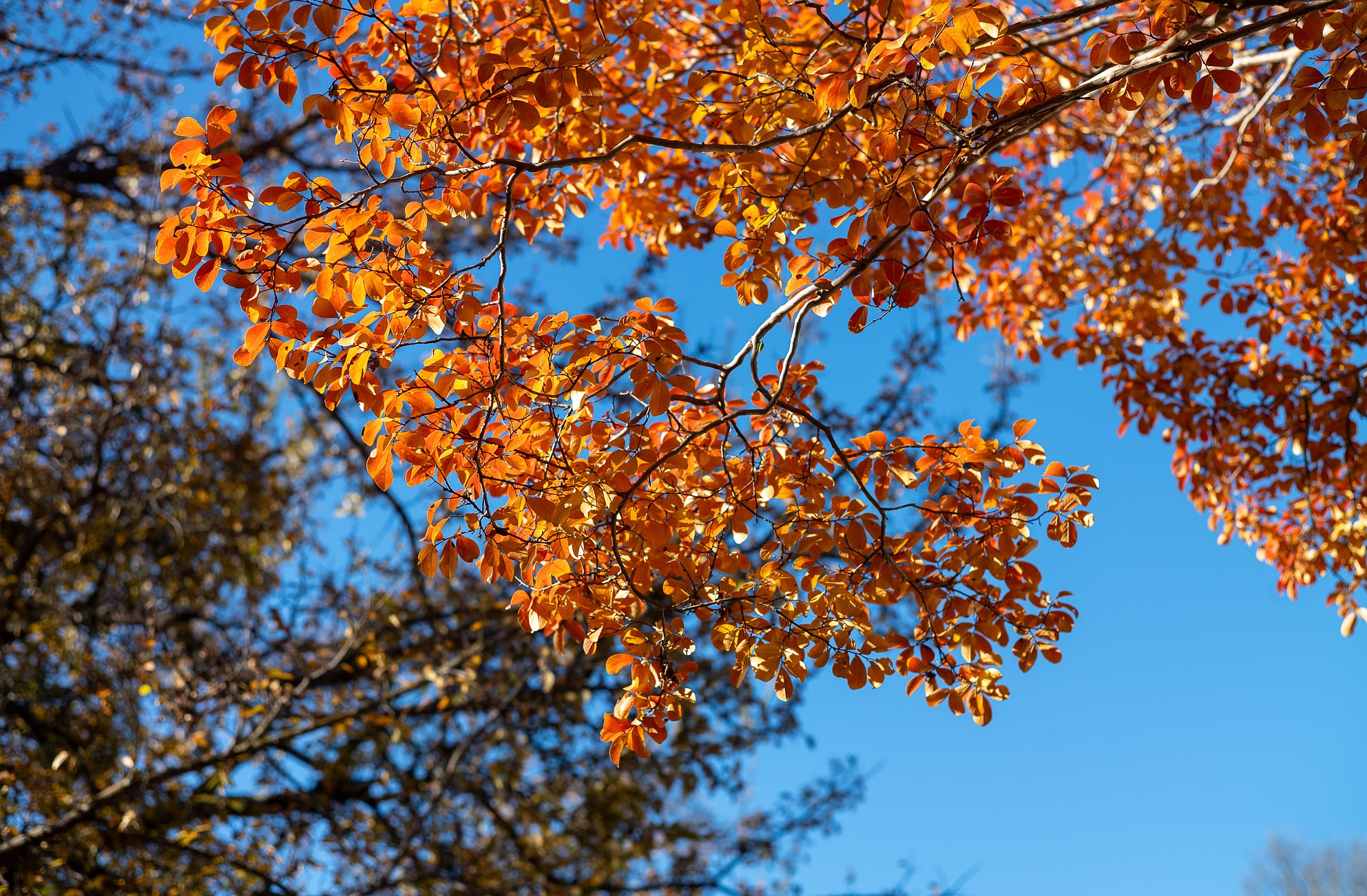 Orange leaves against a blue sky