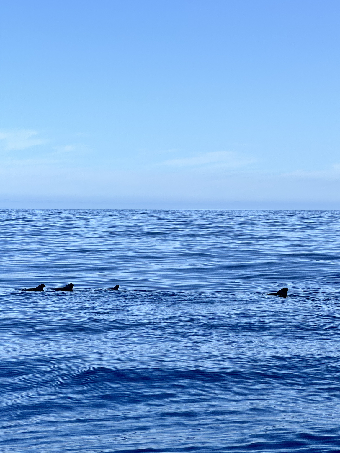 Pilot whale, vier stuks 🙌🏻