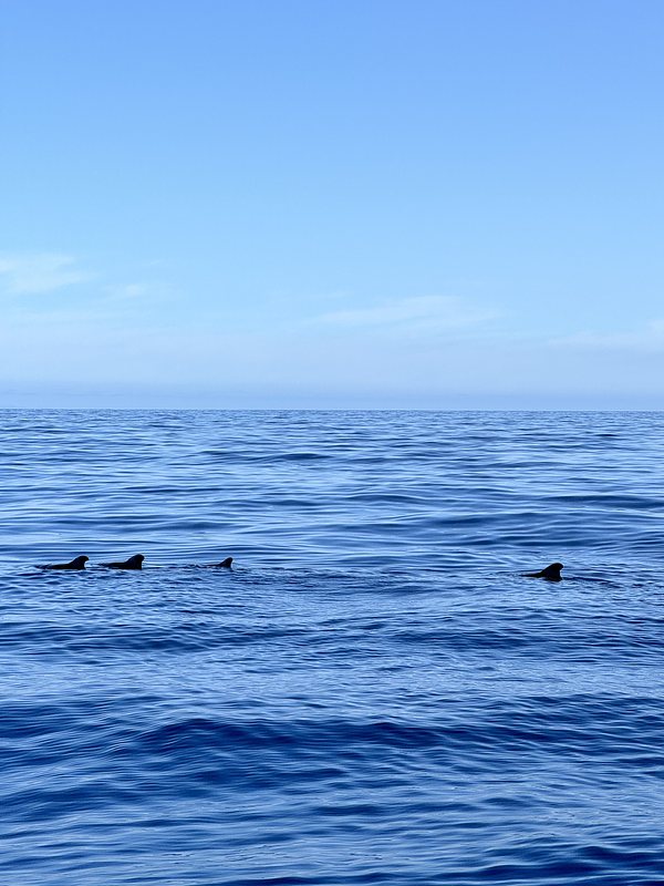 Pilot whale, vier stuks 🙌🏻