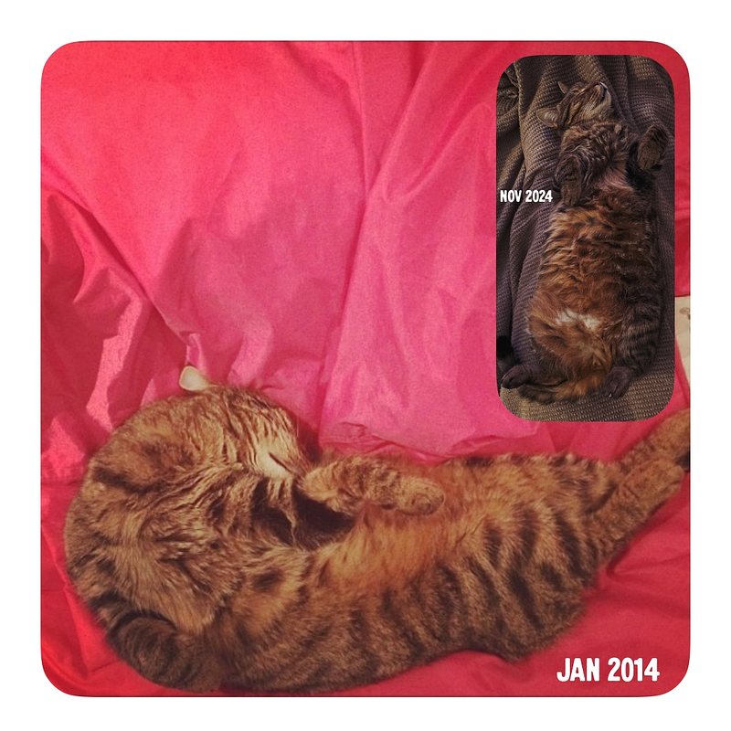 Ons poes, instagram memory van 2014 en een foto van vorige week (2024)