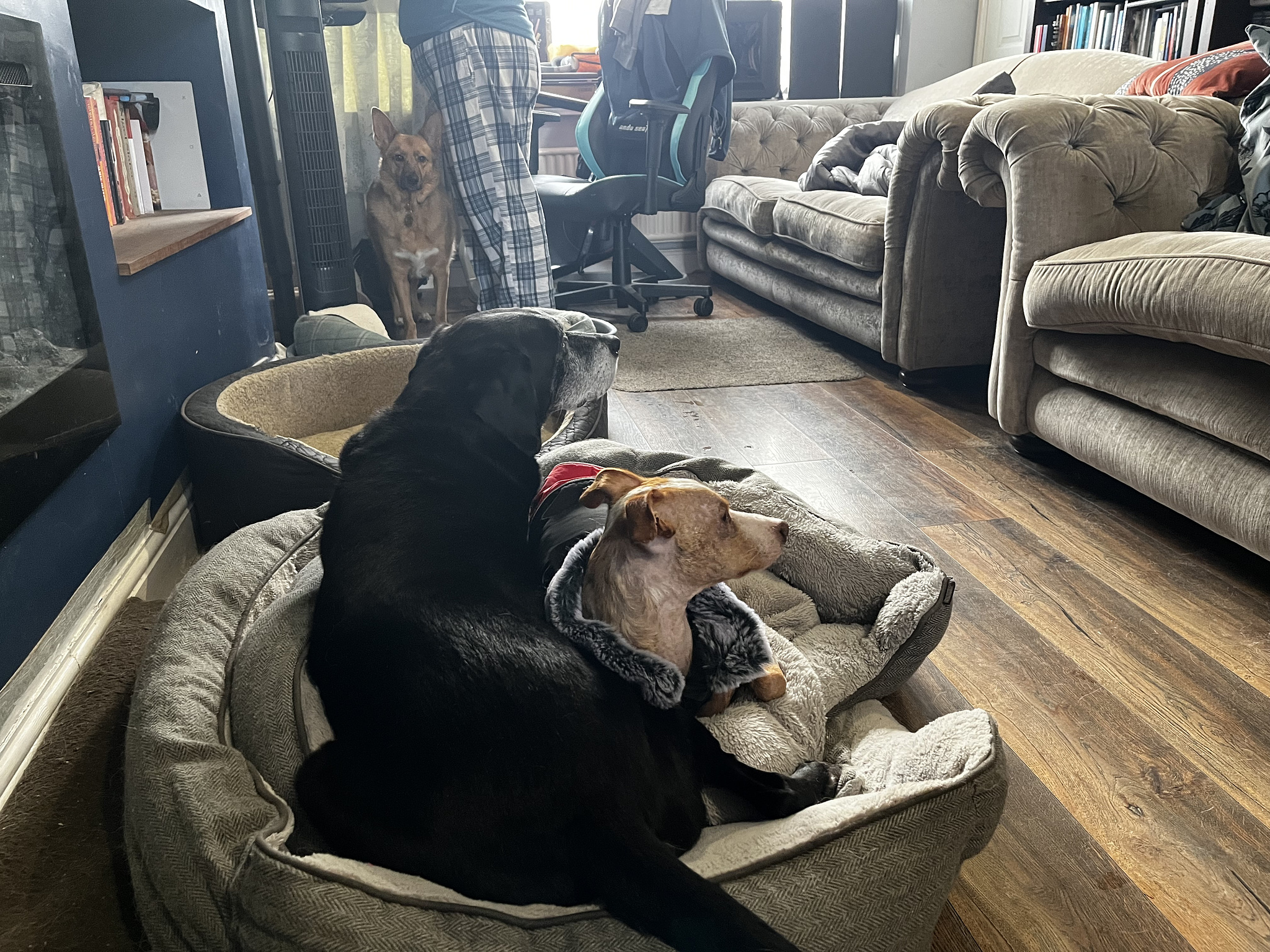 Small podenco stealing basket space from an old pointer