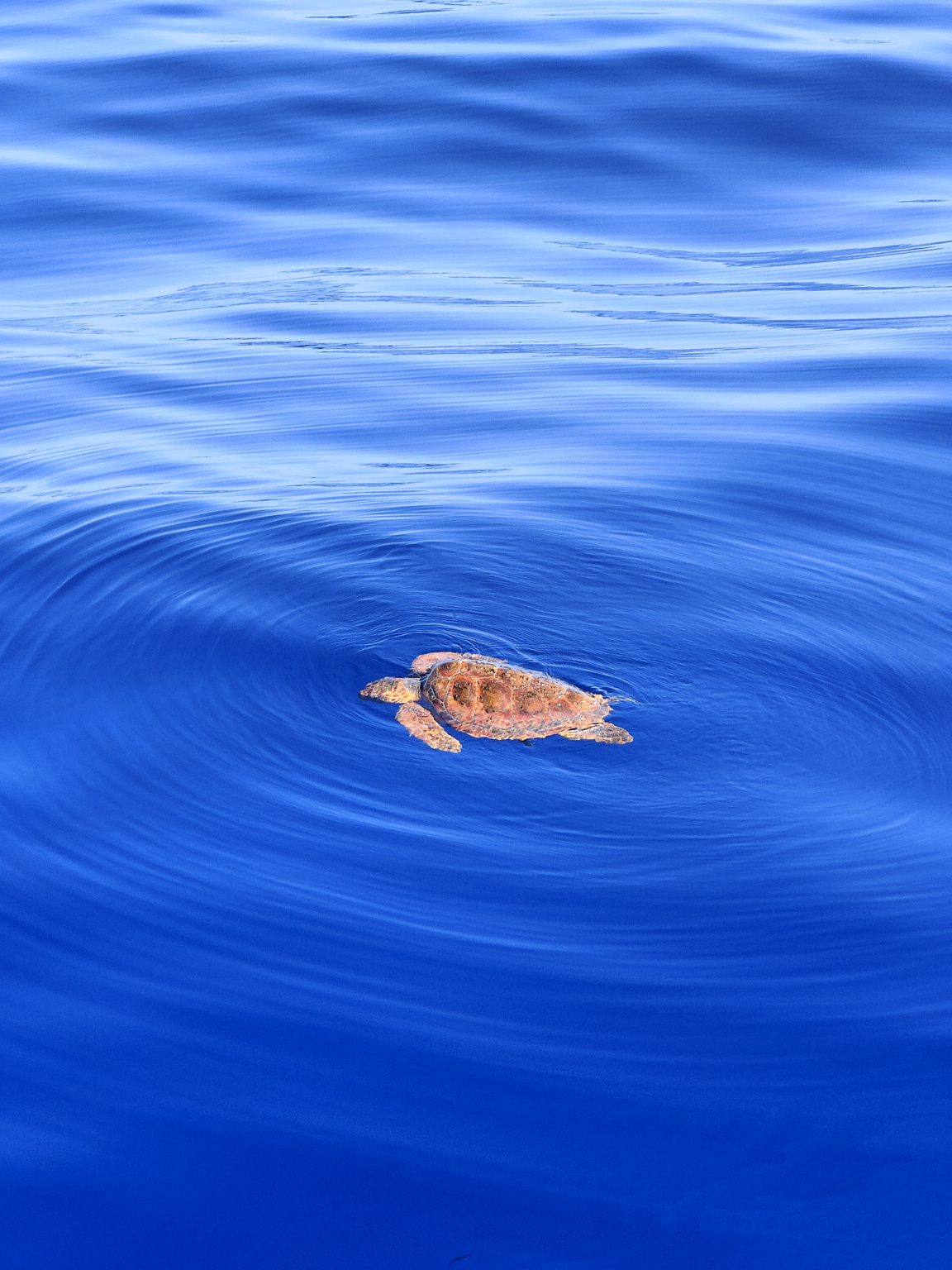 Schildpad, in de Atlantische Oceaan.