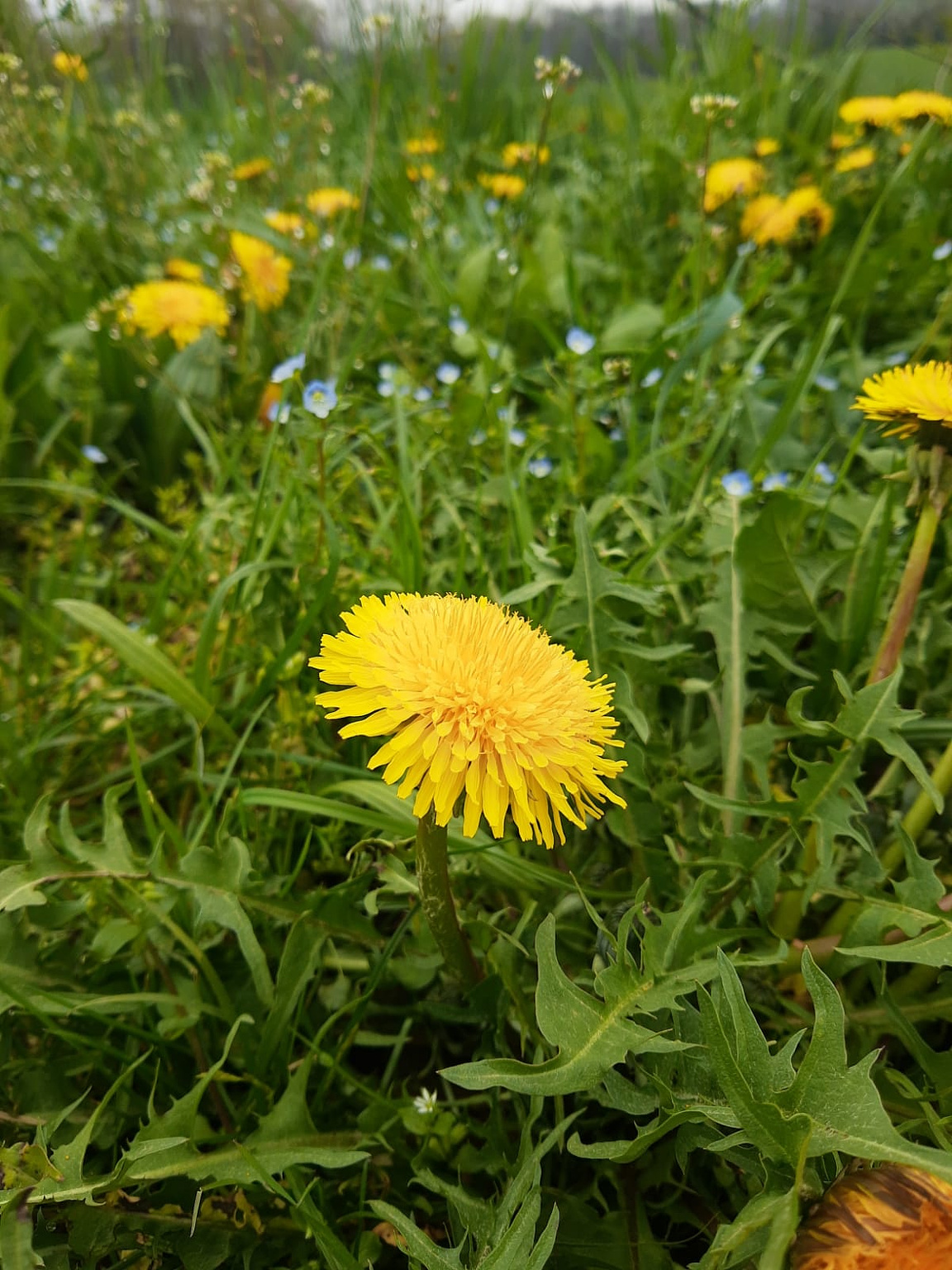 Flowers from a different point of view