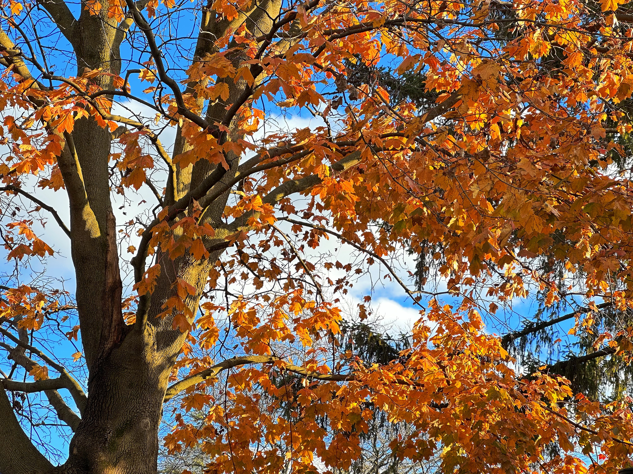 Late November leaves and sky