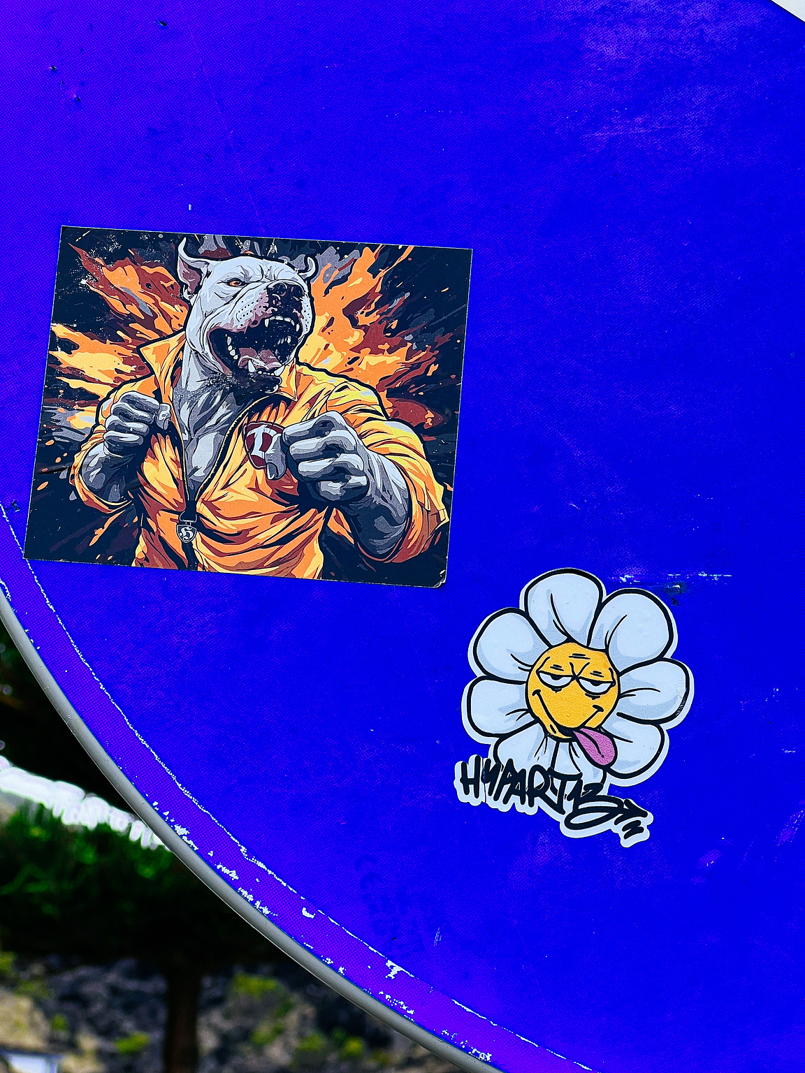 A dog in a fighting mood, and a stoned flower. 