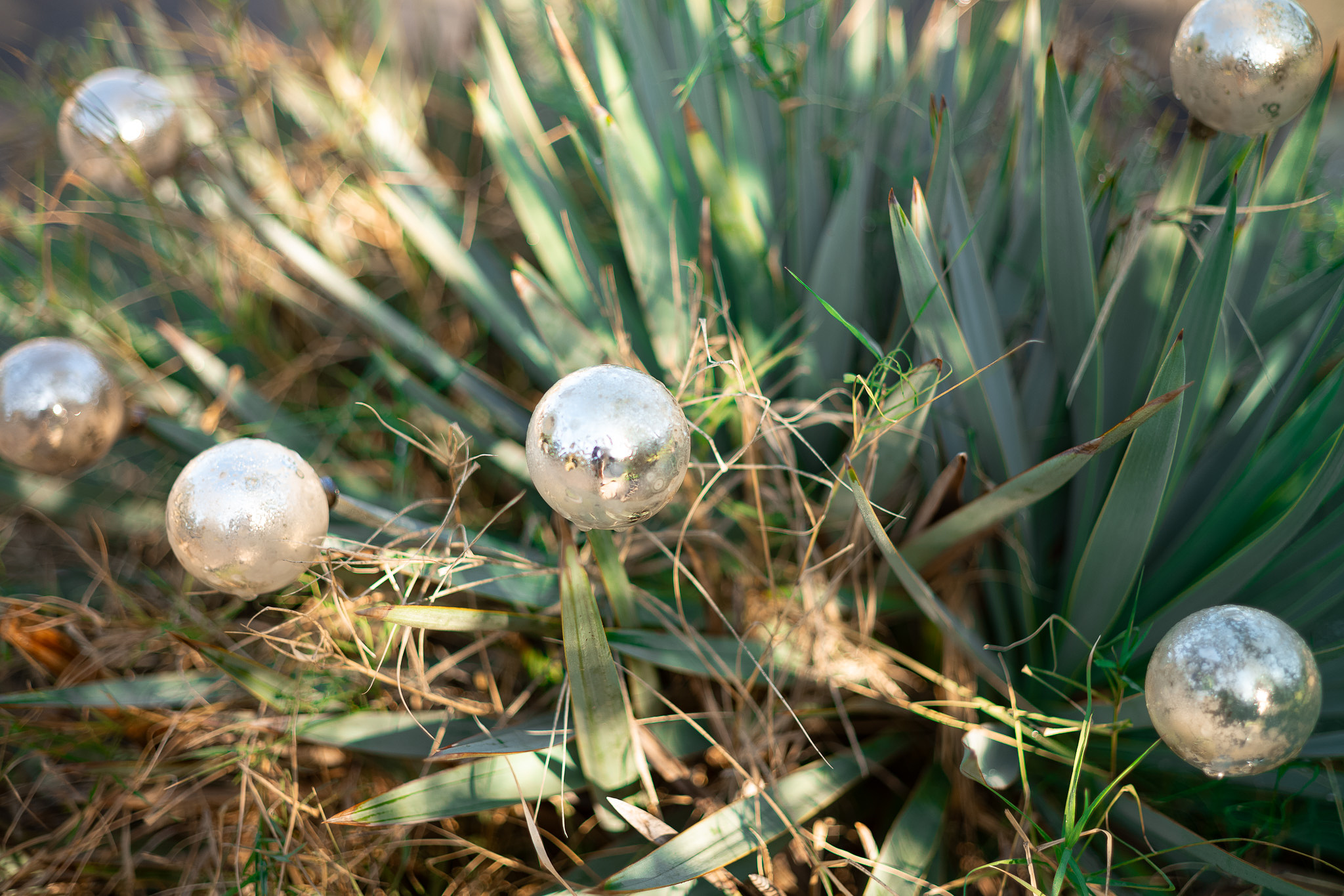 Christmas Decorations on a pokey plant