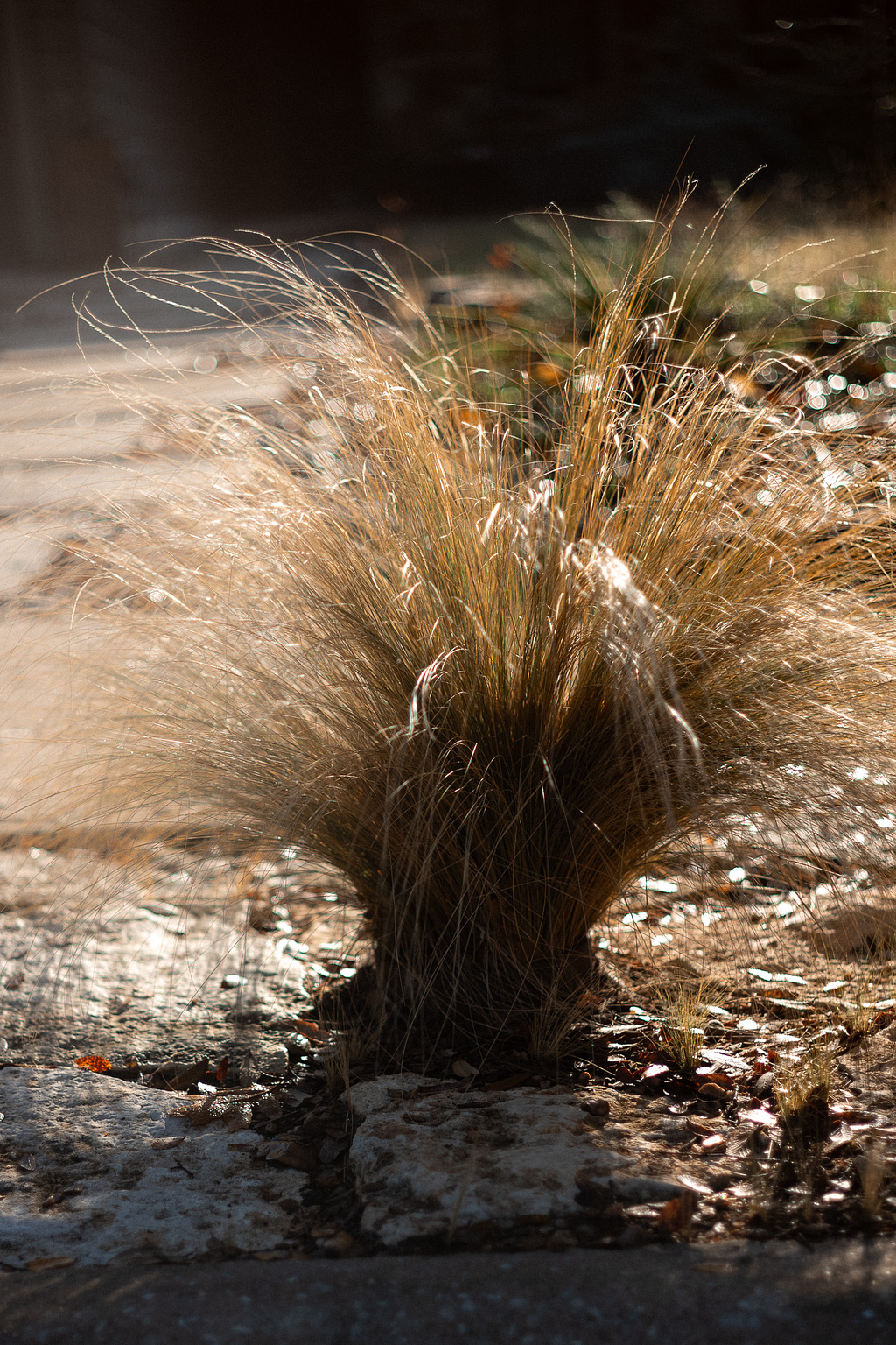 Morning light hits a bush