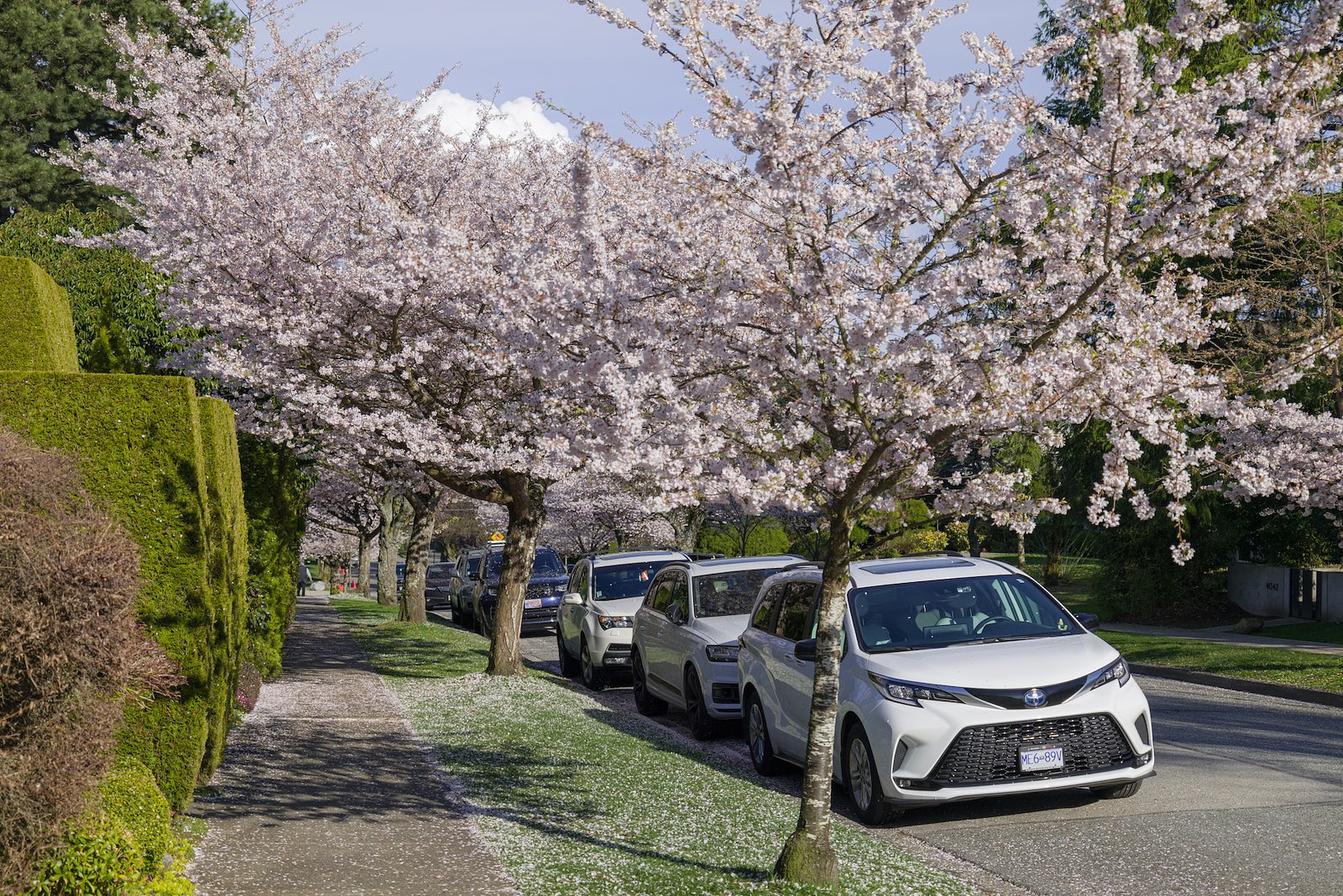 Neighbourhood Cherry Blossoms