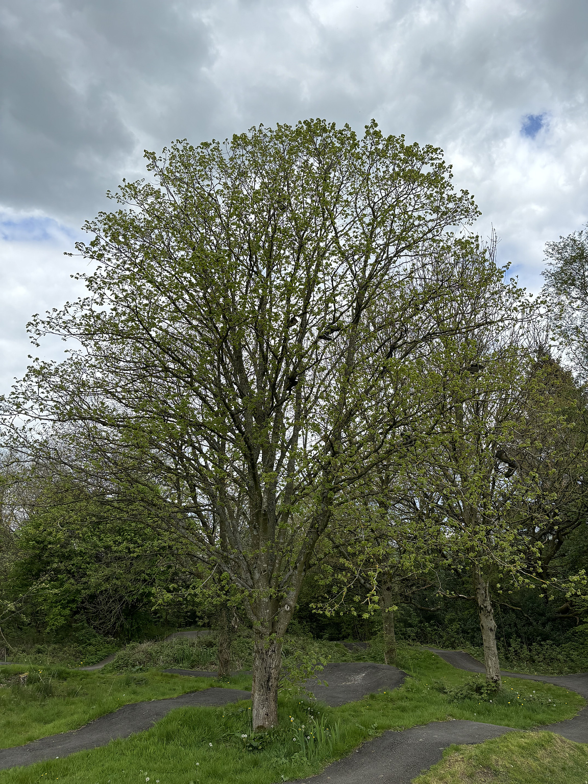 The tree of shoes. It's actually a planned feature.