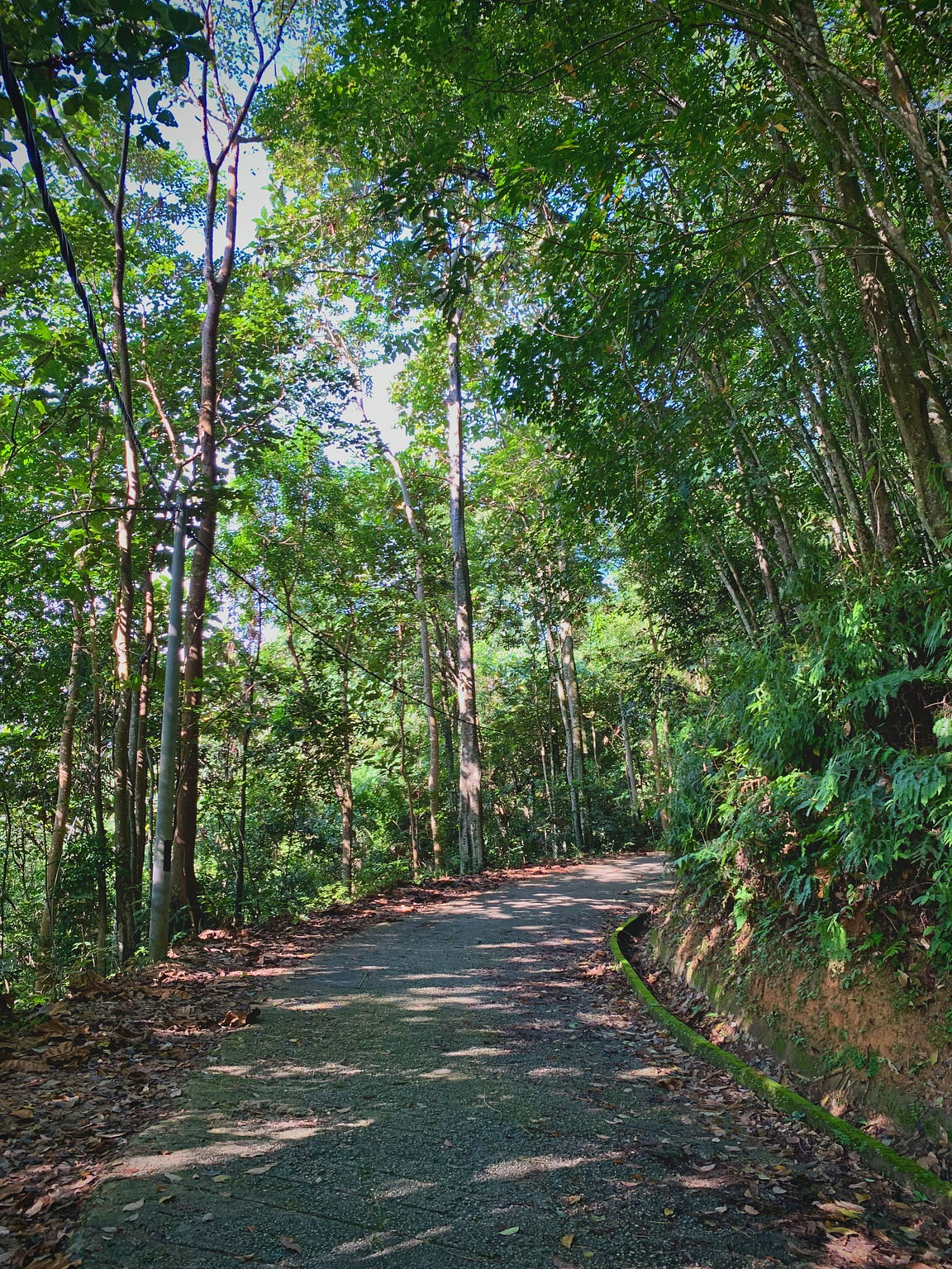 A cemented path having a lot of tree cover