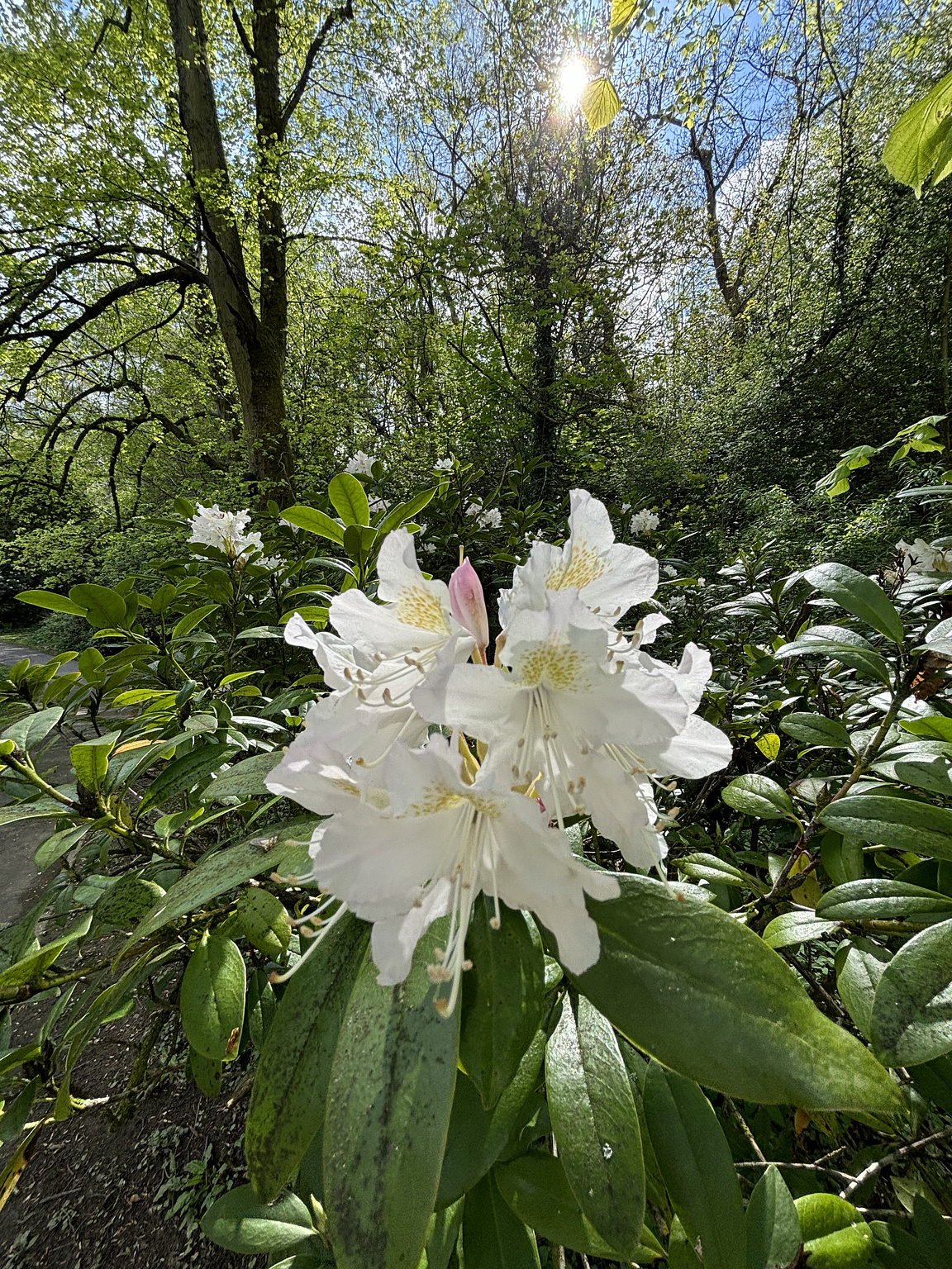 Admiring the vast collection of plants and flowers throughout the park.