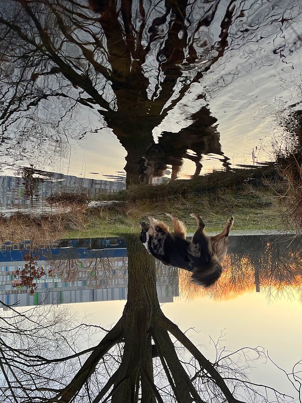 Reflection of a dog and a tree in water. Morning light. The picture is turned upsidedown