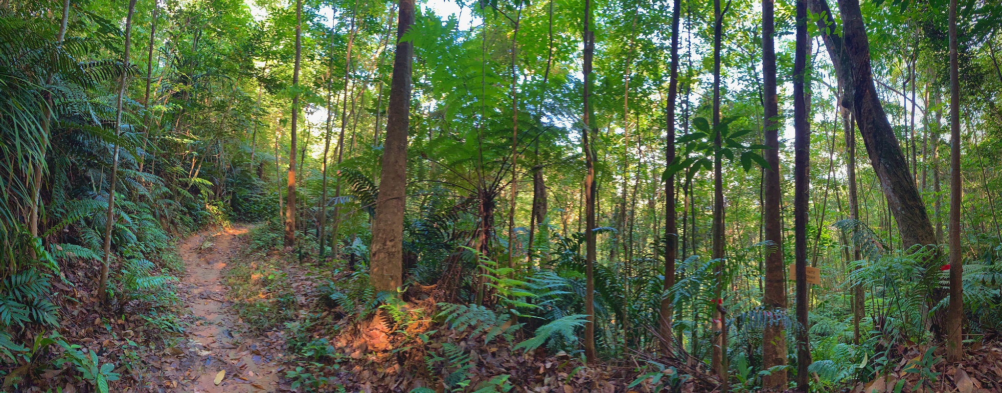 Panoramic view of the forest full of trees from inside a trail