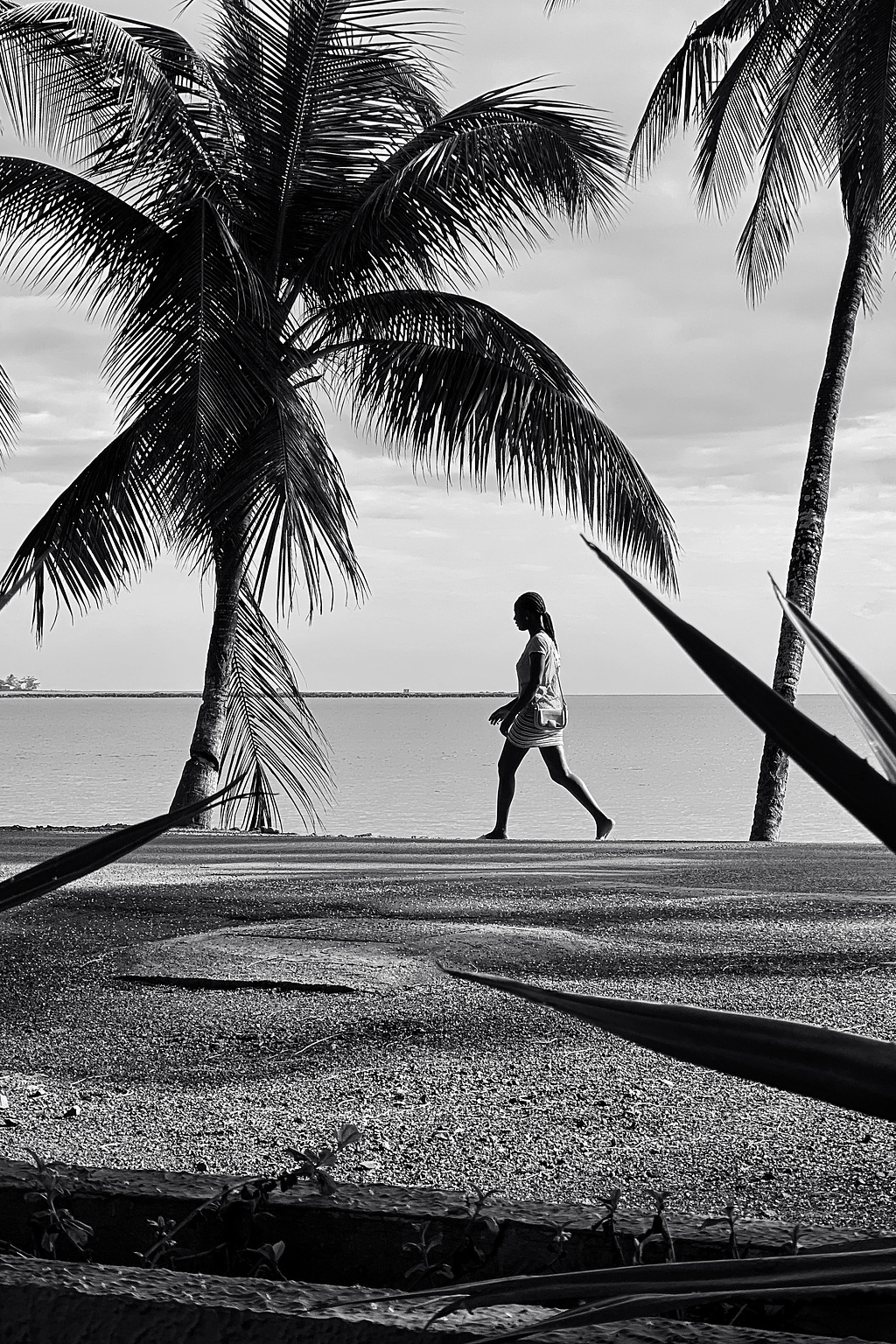 A person walking close to the sea, palm trees around her. 