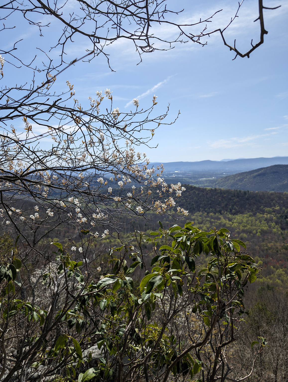 Overlook view through some trees