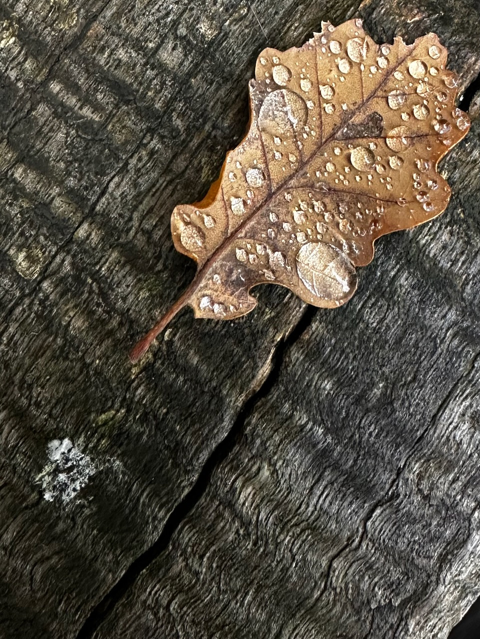 A brown oak leaf with water droplets rests on a textured grey wooden surface.