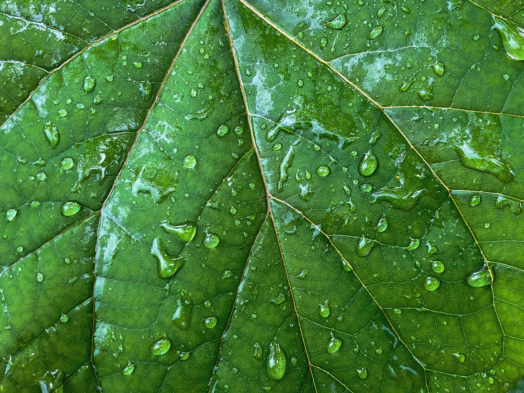 Closeup of rain drops on green leaf.