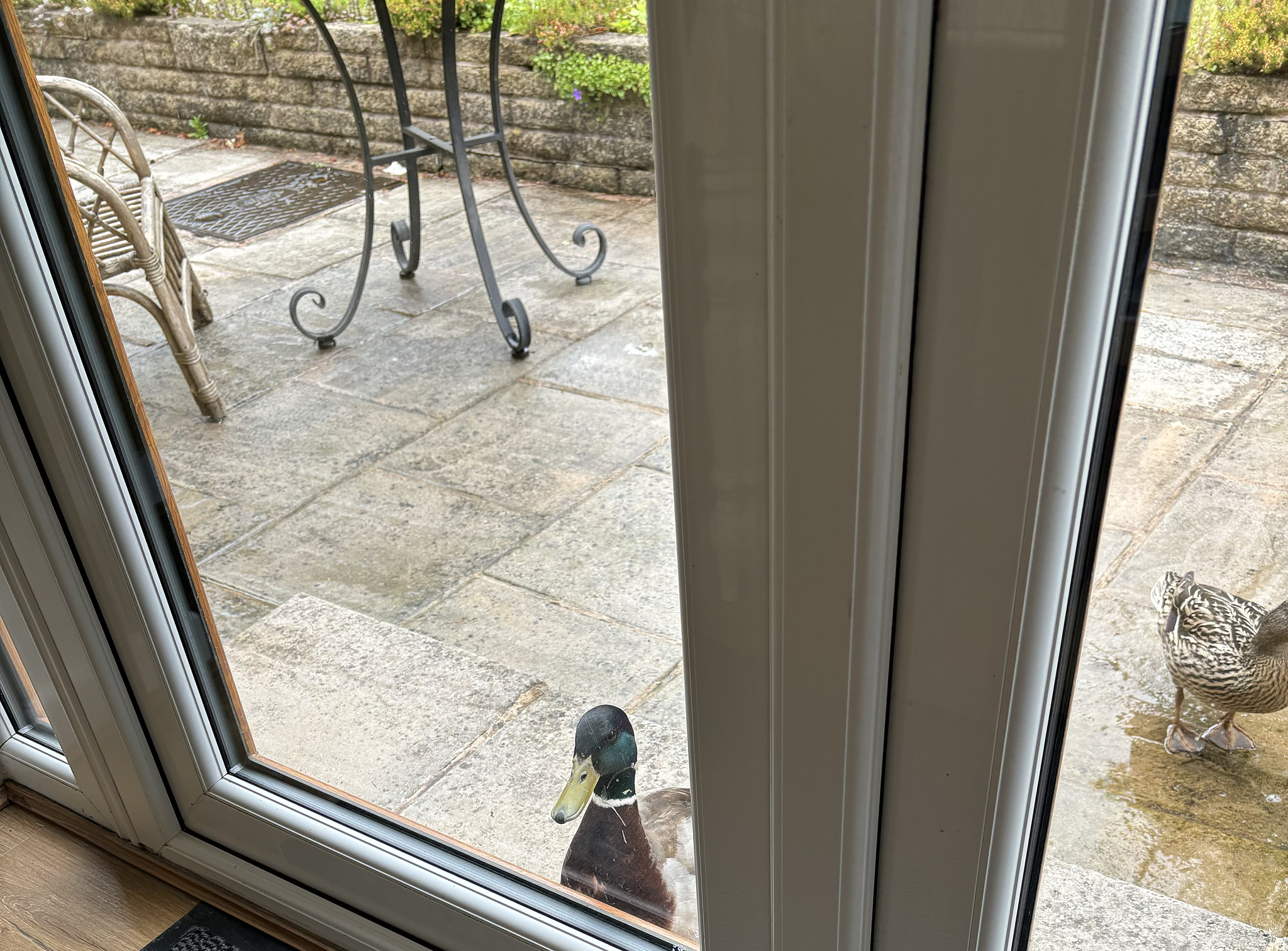 The trio of mallards come to my kitchen double doors every day.