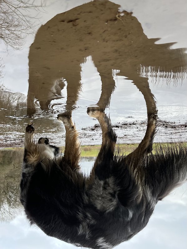 Hund trinkt aus Pfütze und spiegelt sich in dieser. Das Bild ist auf den Kopf gestellt.