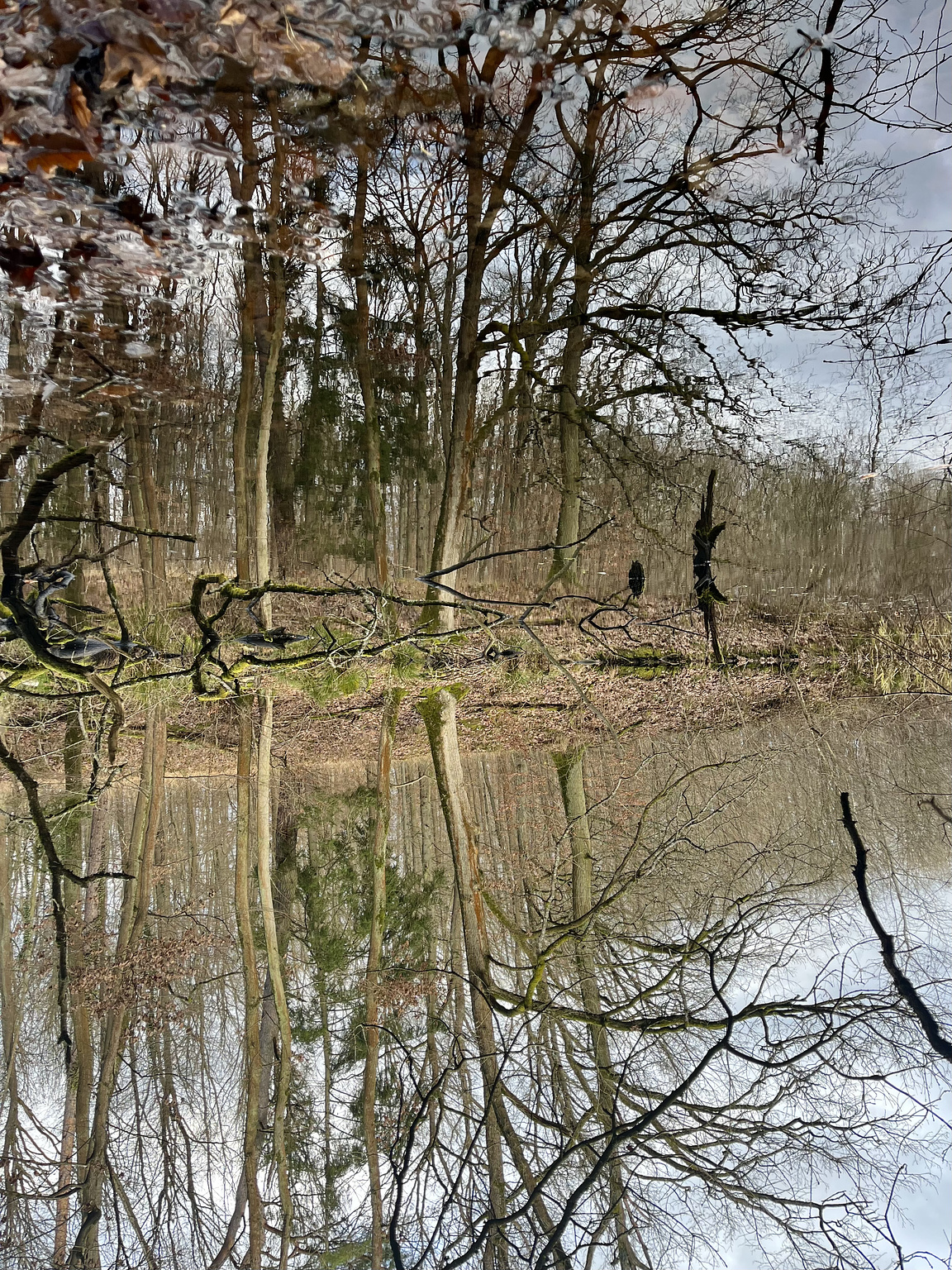 Bergwerkswald, Gießen