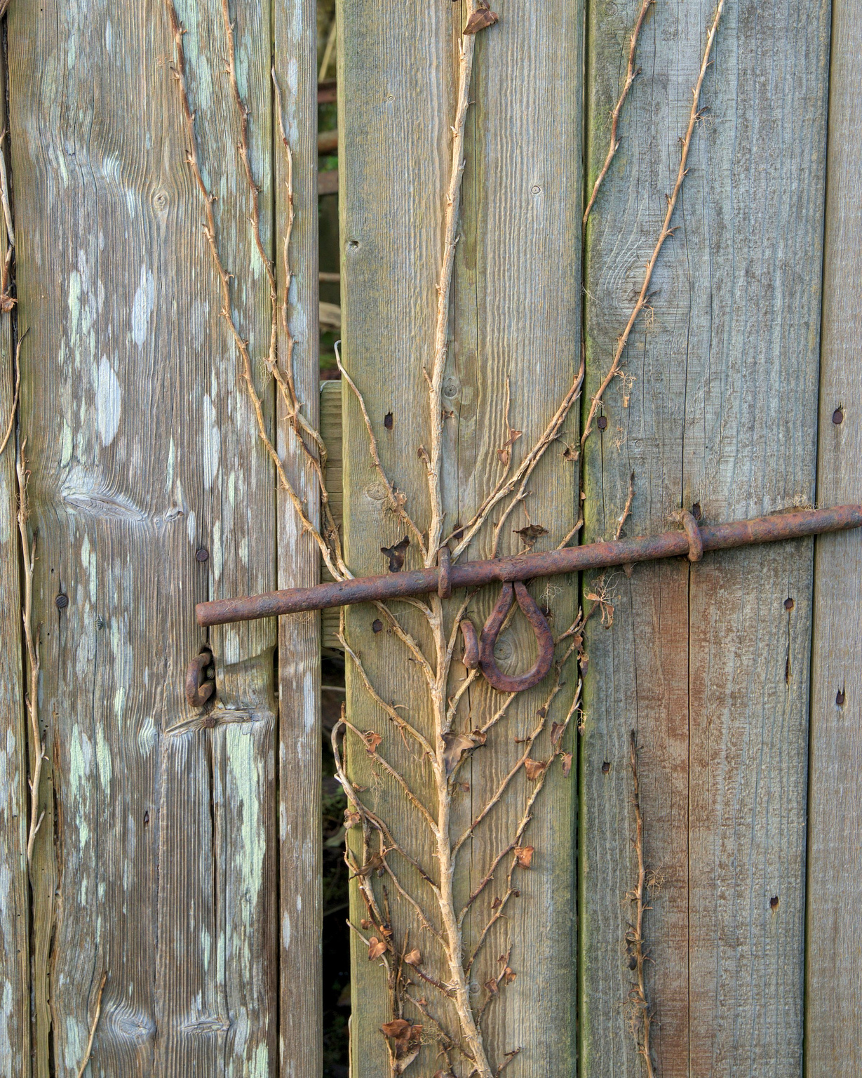 A section of three planks in a rotting wooden panel door. There is a large corroded closure bolt that no longer lines up with the eyes that it is meant to slide into. Underneath the bolt and on the surface of the planks, the vines of a leafless Virginia Creeper spread like fingers over the central planks.