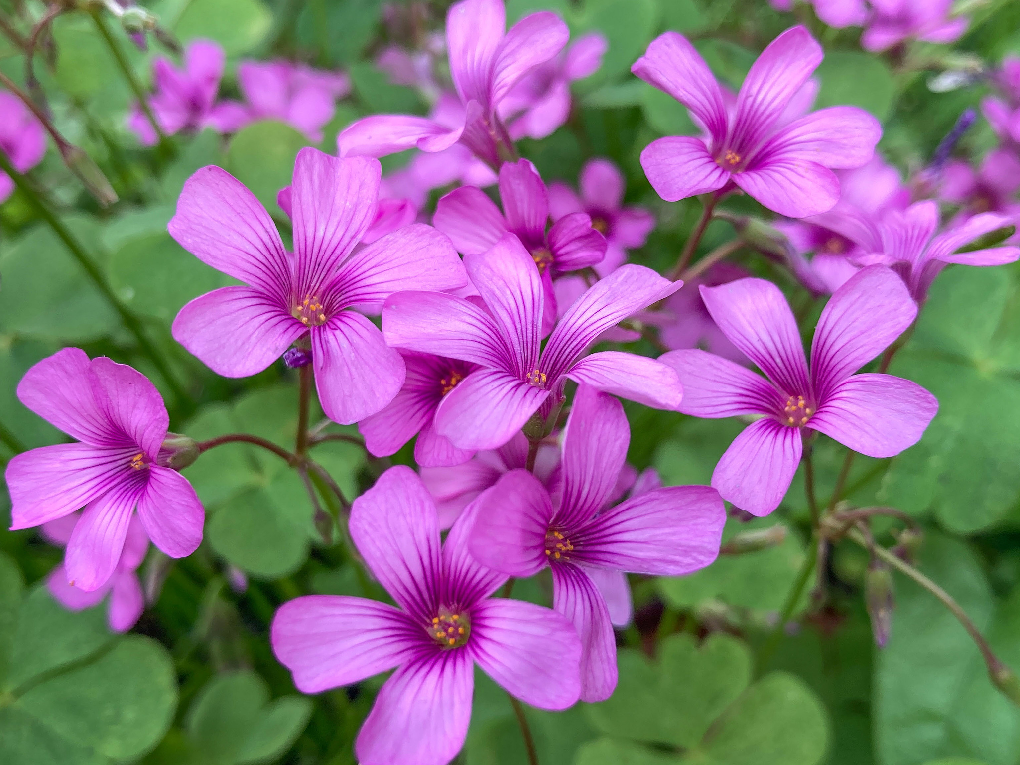 Delicate and vibrant pink sorrel blooms growing along the edge of our driveway.﻿