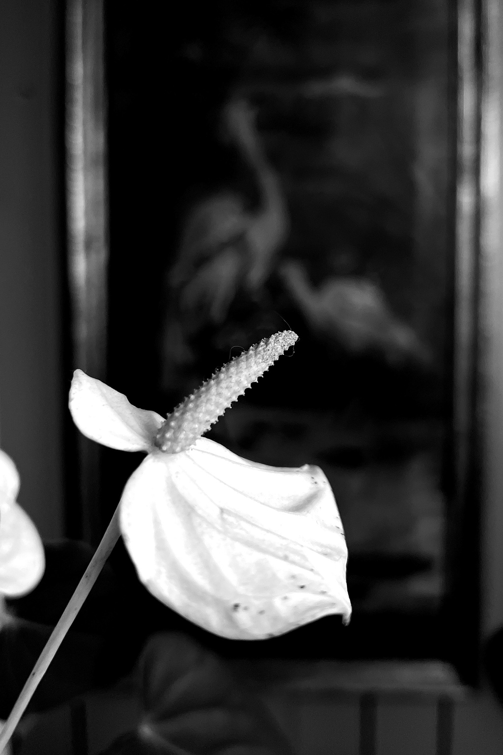 A flower, with a painting in the back, out of focus. 