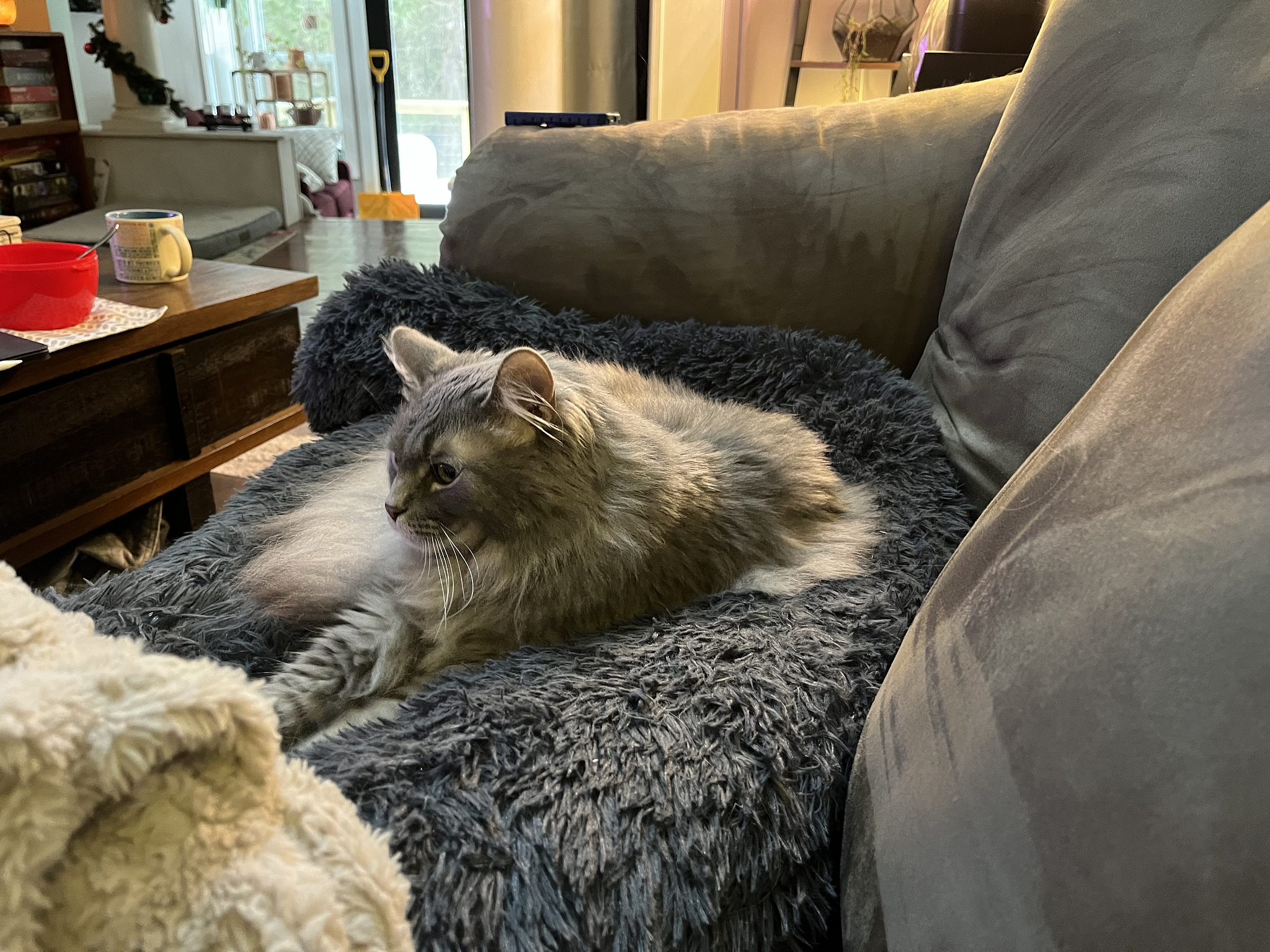 Ollivander sitting in his brother's bed.