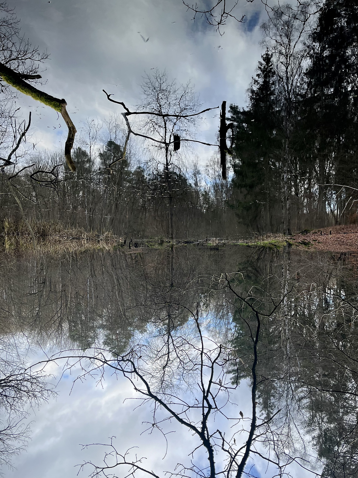 Bergwerkswald, Gießen