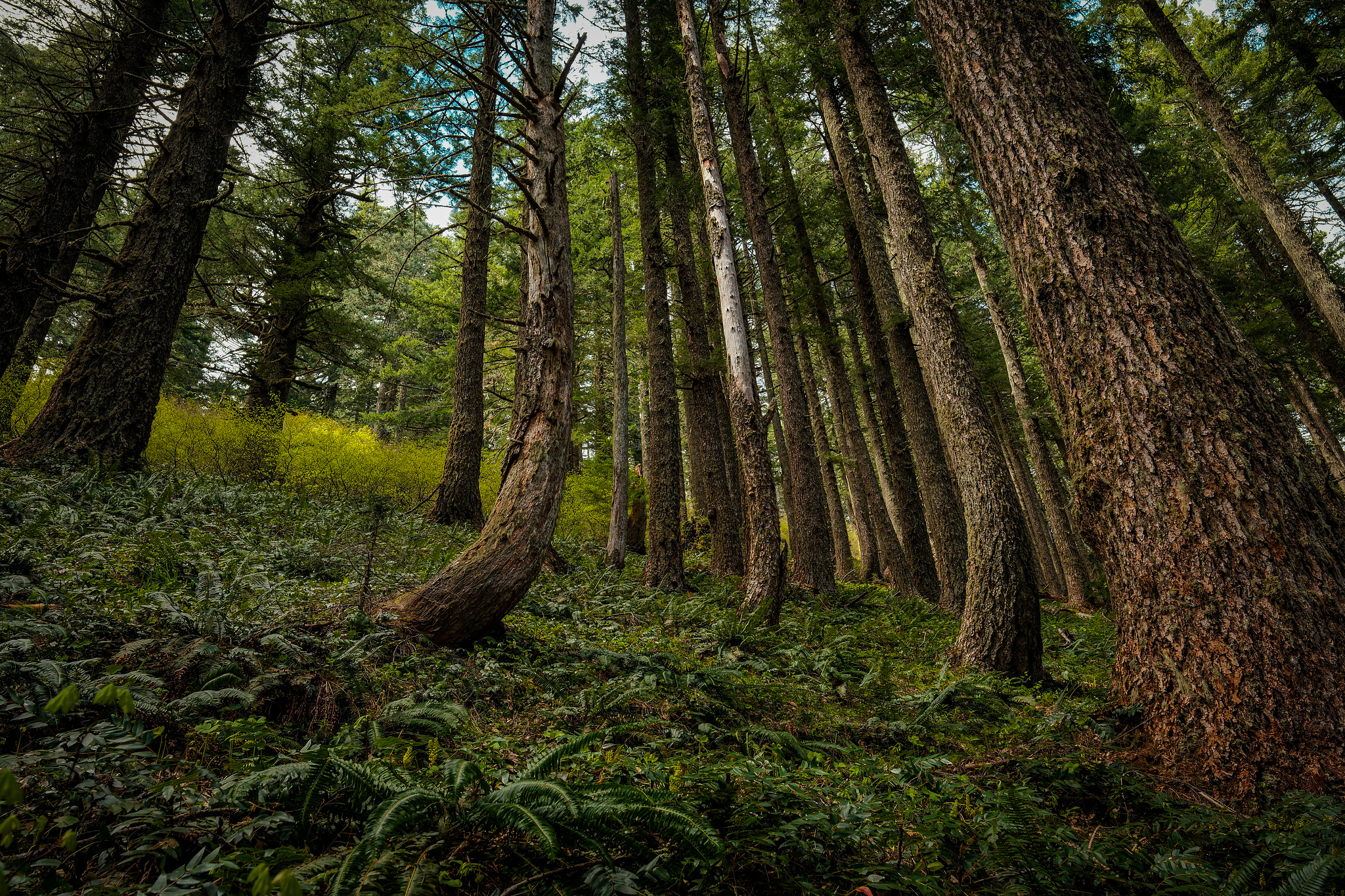 Pine trees growing up a hill with ferns all around their bases