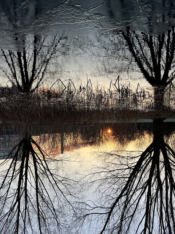 Reflection of two trees in the water, sunrise in the background. The picture is turned upsidedown.
