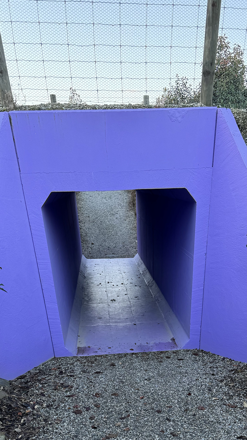 a tunnel at the lavender farm in Wanaka