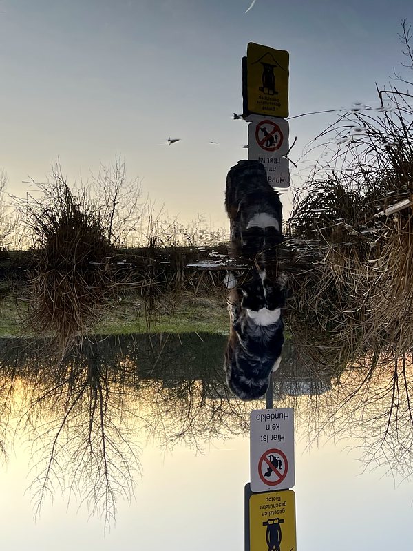 Dog‘s reflection in small pond, morning light. The picture is turned upside down.