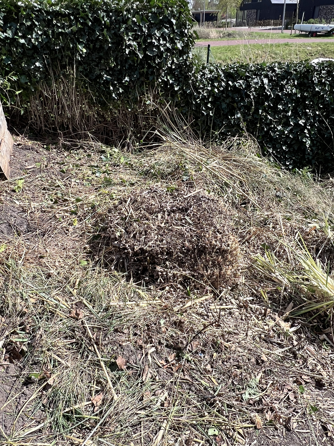 The big blocky root I mentioned