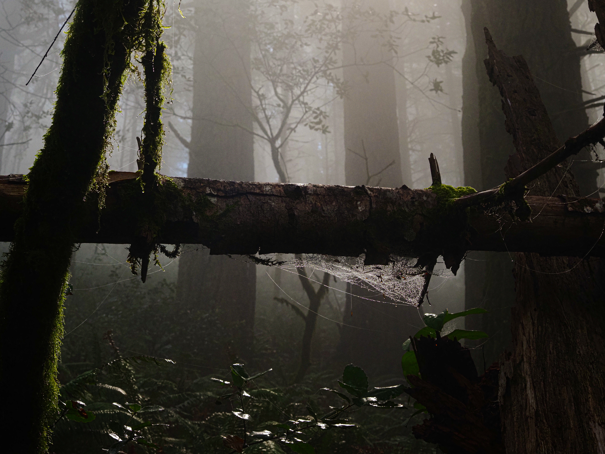 Sun through the mist on a fallen tree with a dew covered spiderweb hanging underneath