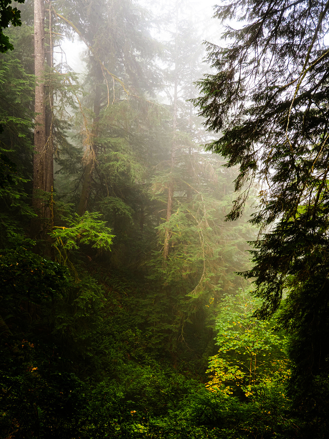 Trees in the morning mist on a mountain trail