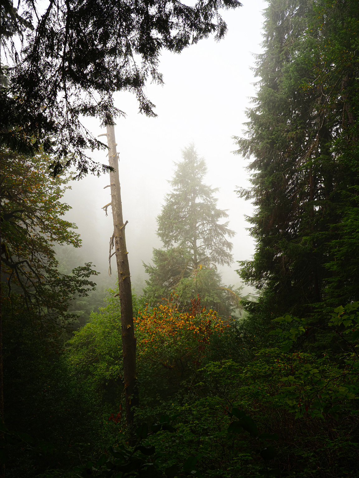 Trees in the morning mist on a mountain trail, with a splash of gold from early turning leaves