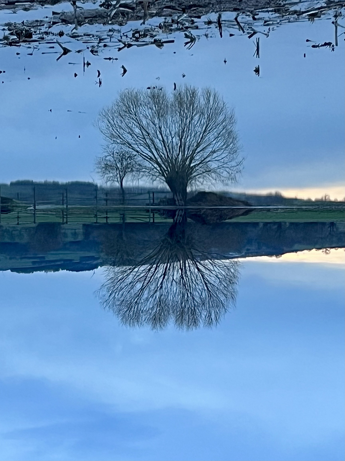 Baum, Felder bei Heuchelheim, überschwemmt