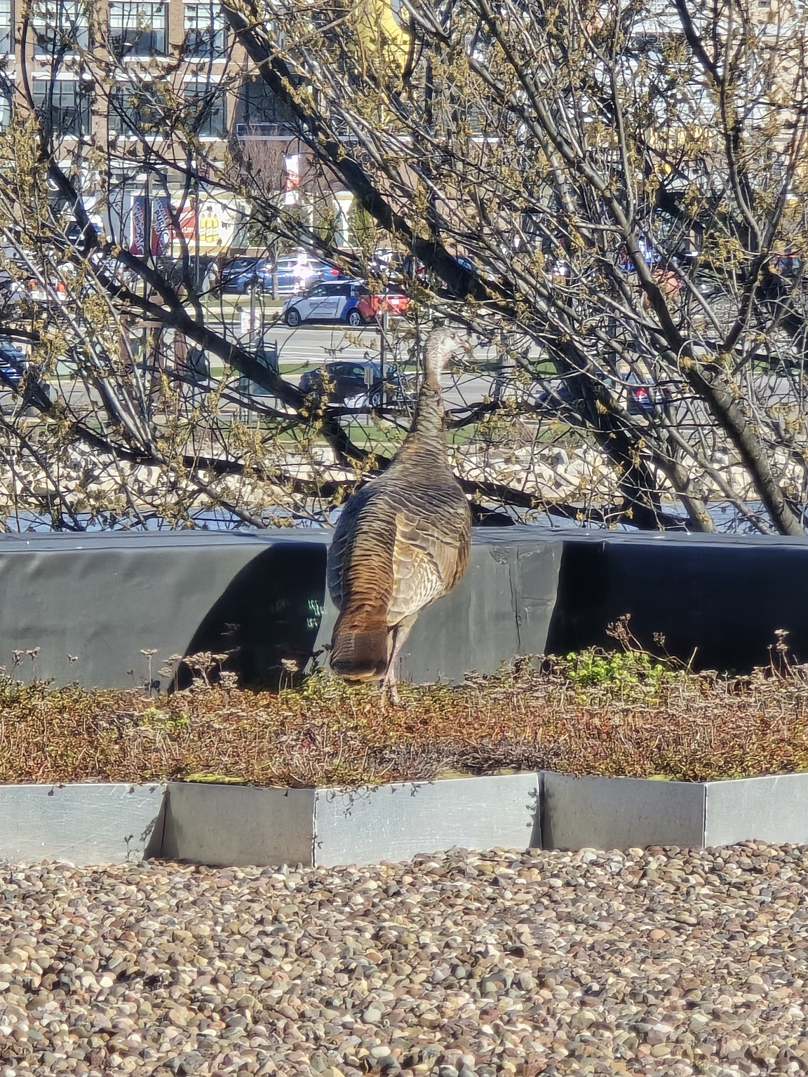 A Turkey on the Roof!