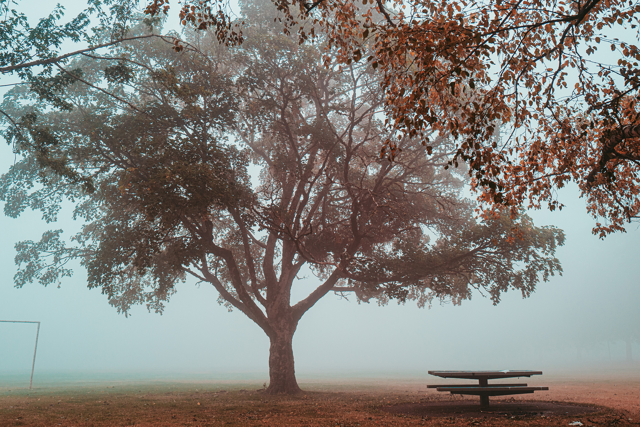 A tree in wildfire smoke