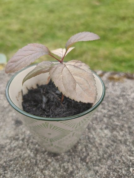 Photo of a tiny apple tree, grown from seed.  It now has 6 big leaves, but is in a small pot