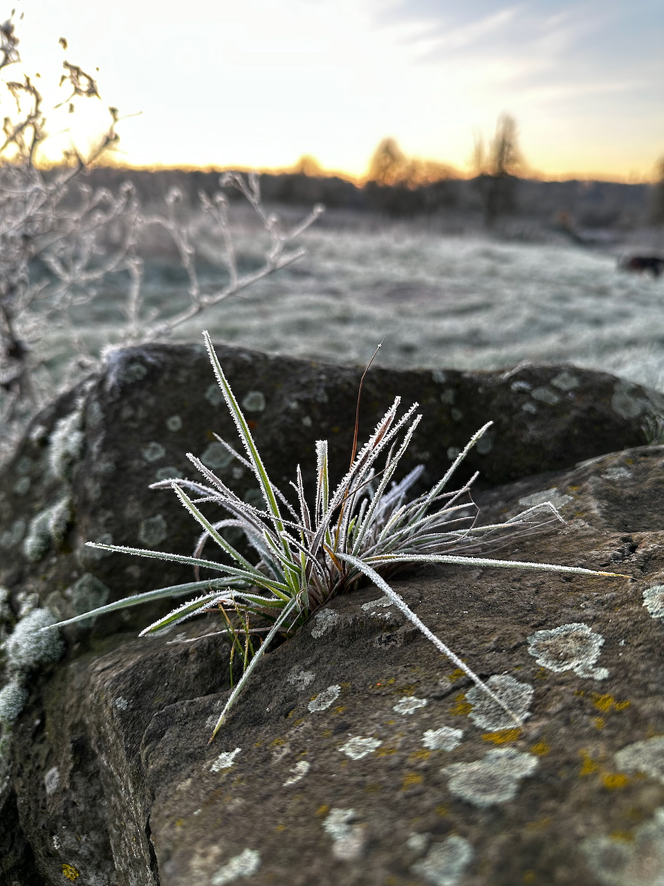 A frost-covered plant sits atop a lichen-dotted stone, with a blurred frosty field and trees at sunrise in the background.