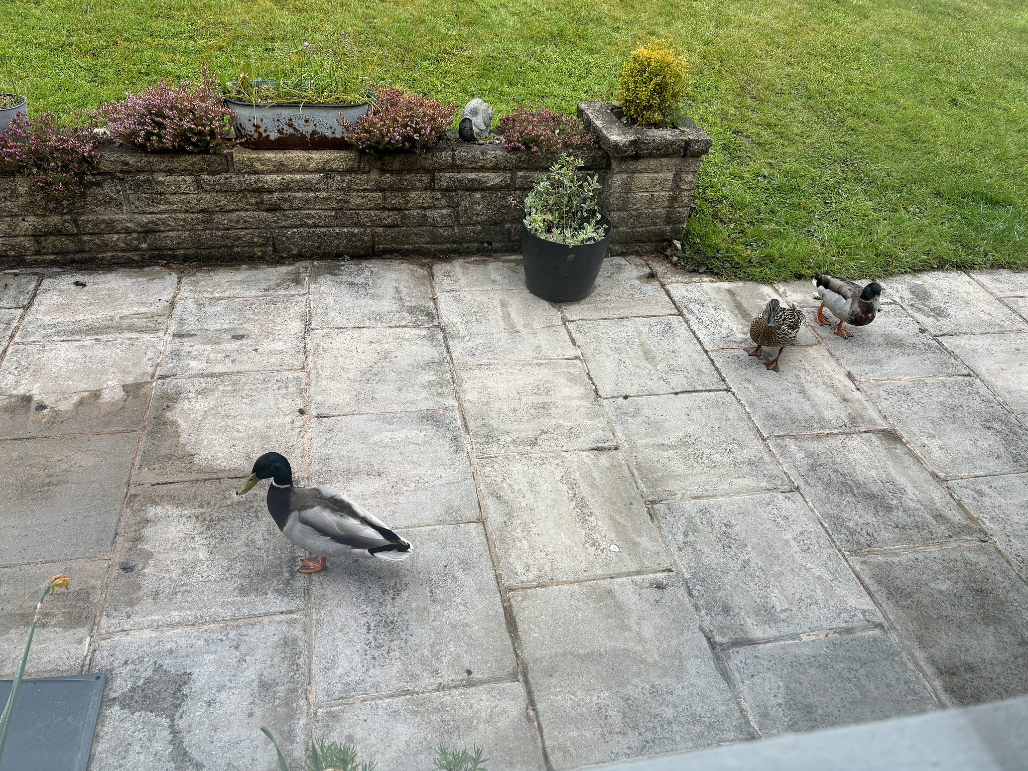 Mallards chilling out in my garden.