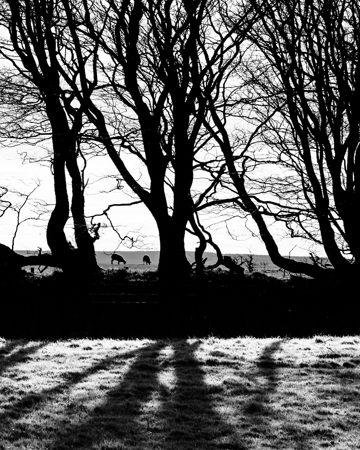 Black and white in portrait format. Trees in silhouette against a light sky on a black band of also silhouetted hedge. Below the hedge are the shadows of the trees reaching across the grass of a field like fingers towards us.  In a field visible behind the hedge and between two trees are a couple of sheep grazing.