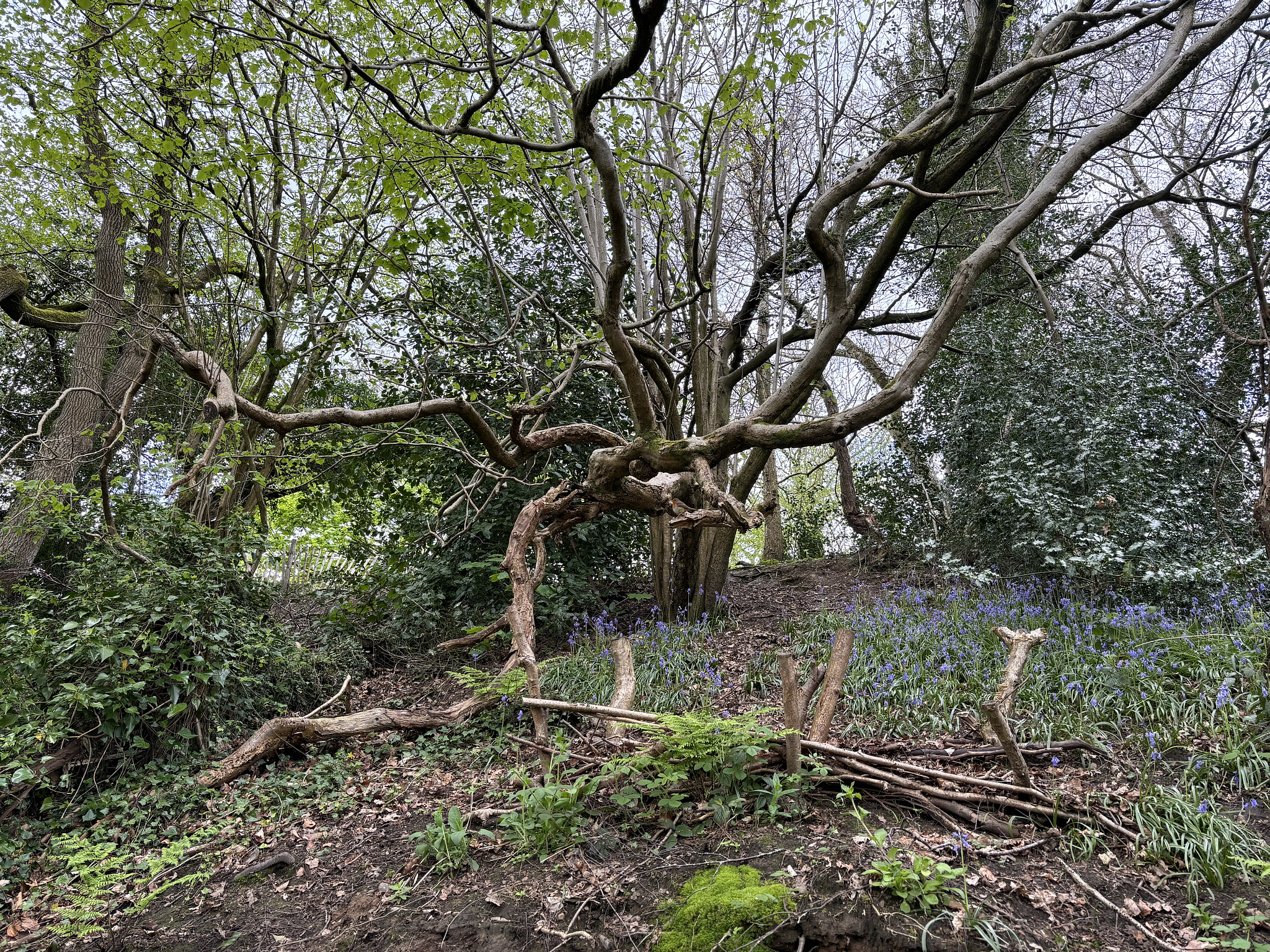 Exploring the local park this afternoon.