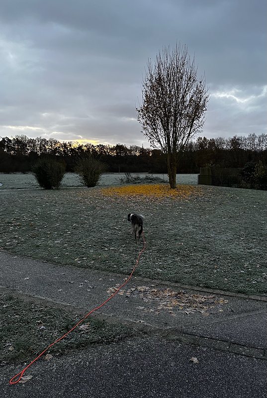 A frosty morning scene with a field covered in hoarfrost. A tree stands in
the center with a vibrant yellow carpet of fallen leaves surrounding its base,
contrasting against the muted silver and gray tones of the landscape. A
dog on a red leash walks along a frosty pathway in the foreground. The sky
is overcast, with hints of sunrise light peeking through the distant treeline.